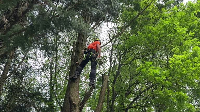 Best Weed Control  in Home, WA